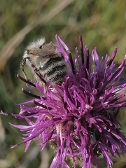 Bombus veteranus