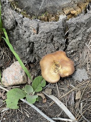 Tricholomopsis rutilans