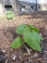 Paulownia tomentosa