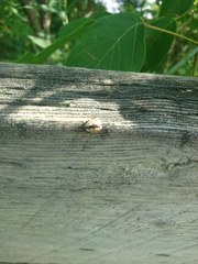 Calligrapha confluens