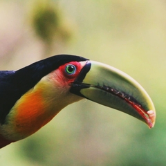 Ramphastos dicolorus