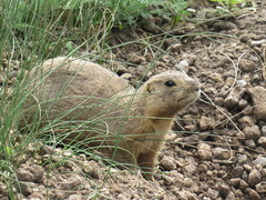 Cynomys gunnisoni