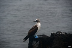 Sula nebouxii excisa