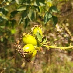 Rosa corymbifera