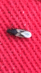 Lygaeoidea