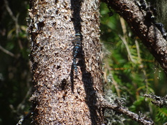 Aeshna juncea