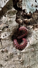 Antheromorpha uncinata