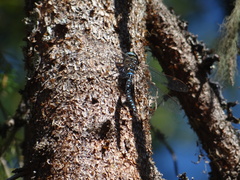 Aeshna juncea