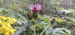 Cirsium alsophilum