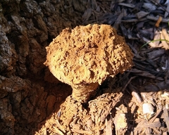 Pisolithus tinctorius