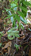 Tropidolaemus subannulatus