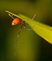 Argyrodes