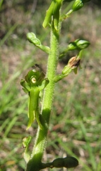 Neottia ovata