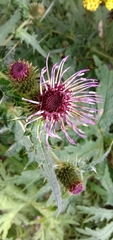 Cirsium alsophilum