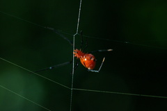 Argyrodes