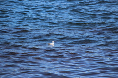 Chroicocephalus serranus