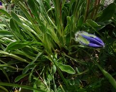 Campanula tridentata biebersteiniana