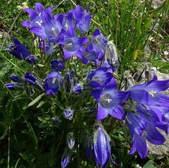 Campanula tridentata biebersteiniana
