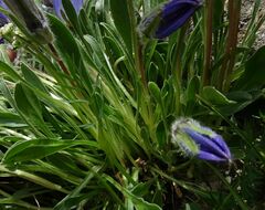 Campanula tridentata biebersteiniana
