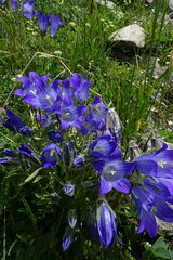 Campanula tridentata biebersteiniana