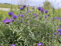 Symphyotrichum novae-angliae