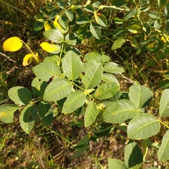 Rosa corymbifera