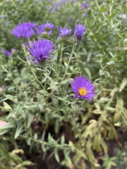 Symphyotrichum novae-angliae
