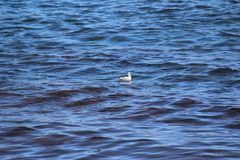 Chroicocephalus serranus