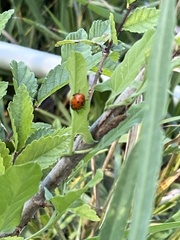 Hippodamia convergens