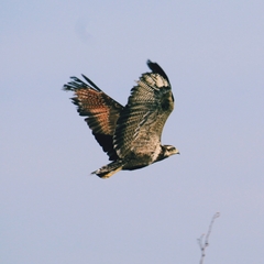 Buteogallus meridionalis