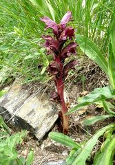 Orobanche gamosepala