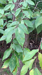 Ulmus alata