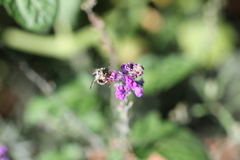Anthophora furcata