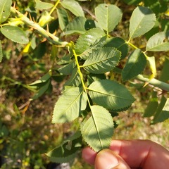 Rosa corymbifera