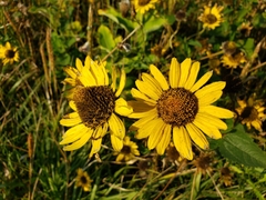 Helianthus mollis