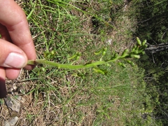 Neottia ovata