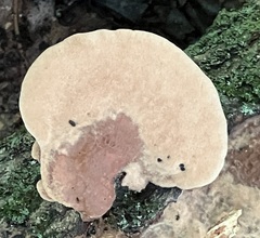 Hapalopilus rutilans