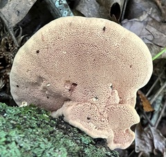 Hapalopilus rutilans