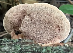 Hapalopilus rutilans