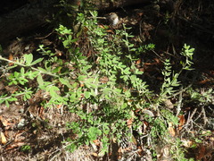 Genista monspessulana