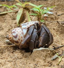 Coenobita