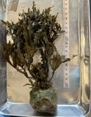 Fucus distichus