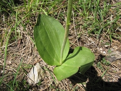 Neottia ovata