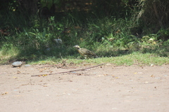 Colaptes melanochloros