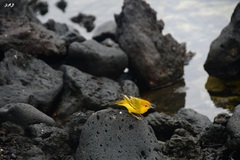 Setophaga petechia aureola