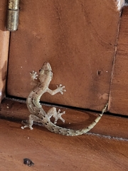 Lepidodactylus lugubris