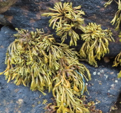 Pelvetia canaliculata