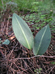 Cryptostylis ovata