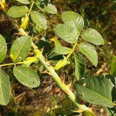 Rosa corymbifera