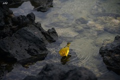 Setophaga petechia aureola